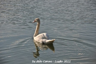 cigno solitario by Caruso.jpg